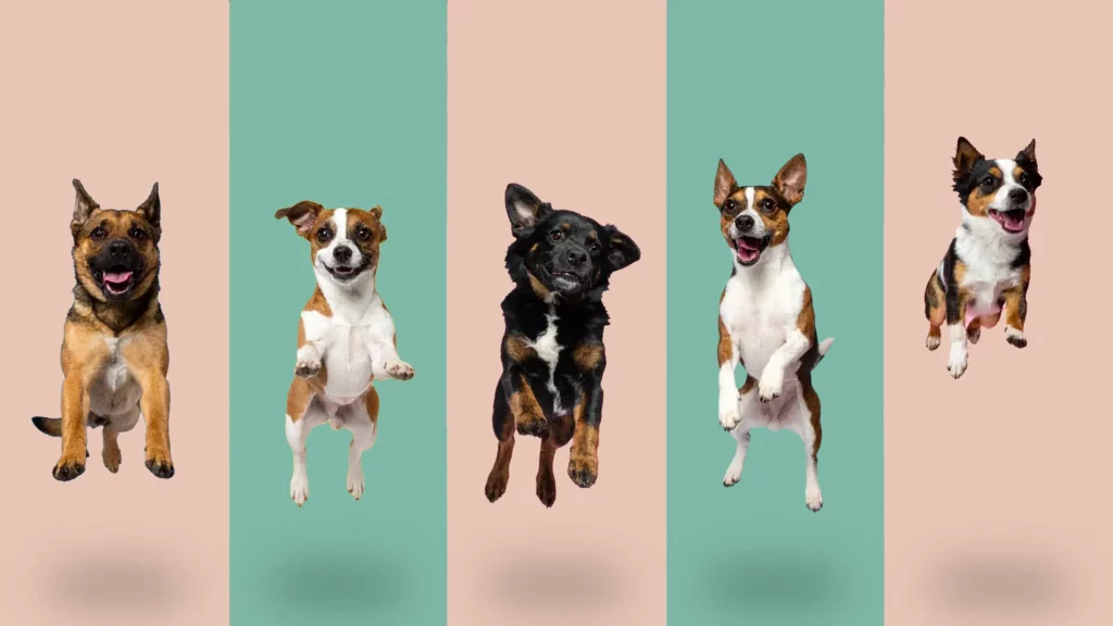 Paix Paire chiens qui sautent