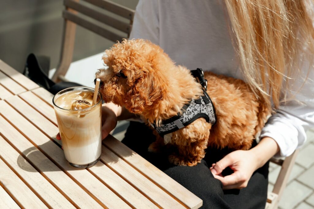 Un moment de détente avec Paix-Paire parc canin d'interieur